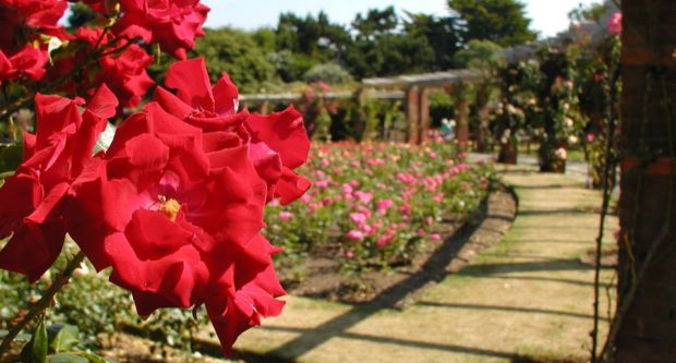 Portsmouth Rose Garden, located just off Portsmouth seafront
